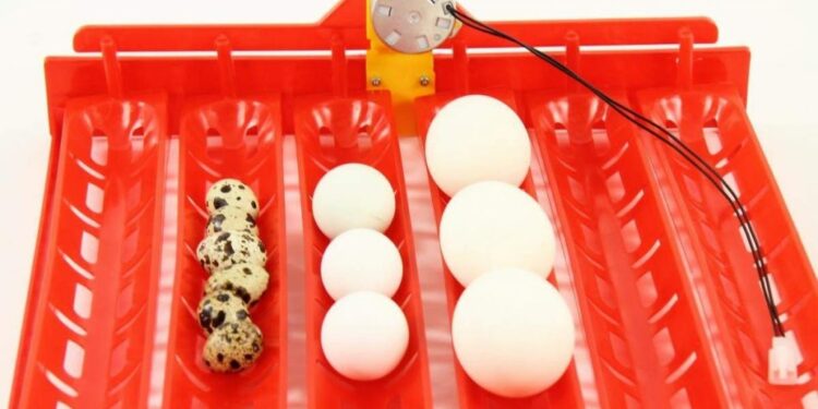 Quelle est la température idéale pour une couveuse ?