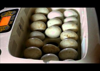 Quelle est la température idéale pour une couveuse ?