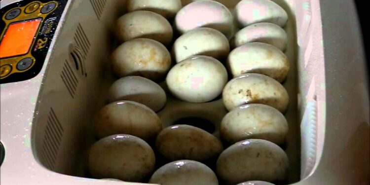 Quelle est la température idéale pour une couveuse ?