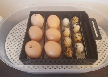 Quelle est la température idéale pour une couveuse ?