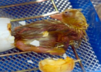 Quelle est la température idéale pour une couveuse ?