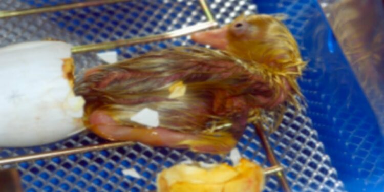 Quelle est la température idéale pour une couveuse ?