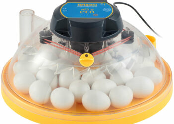 Quelle est la température idéale pour une couveuse ?