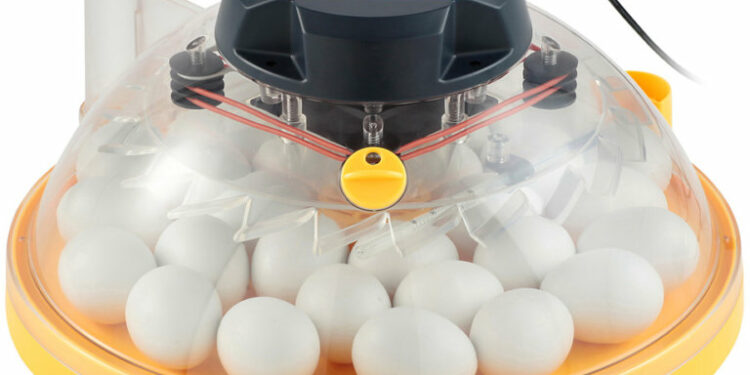 Quelle est la température idéale pour une couveuse ?