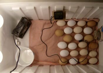 Quelle est la température idéale pour une couveuse ?