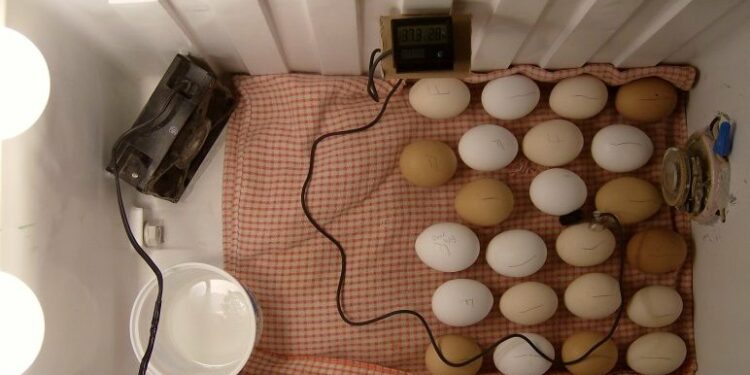 Quelle est la température idéale pour une couveuse ?