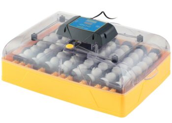 Quelle est la température idéale pour une couveuse ?