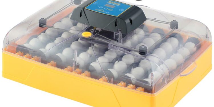 Quelle est la température idéale pour une couveuse ?