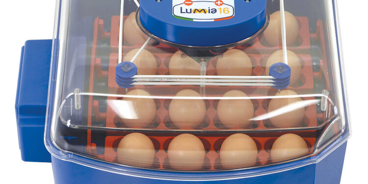 Quelle est la température pour une couveuse ?