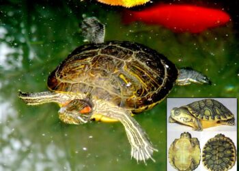 Quelle est la tortue la moins chère ?