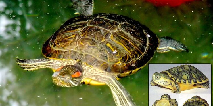 Quelle est la tortue la moins chère ?