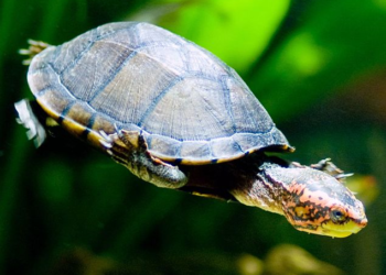 Quelle est la tortue la moins chère ?