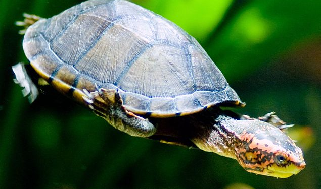 Quelle est la tortue la moins chère ?