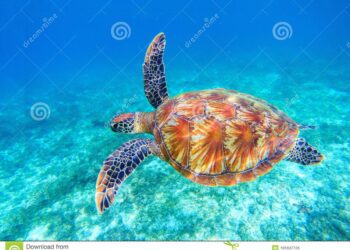 Quelle est la tortue la moins chère ?