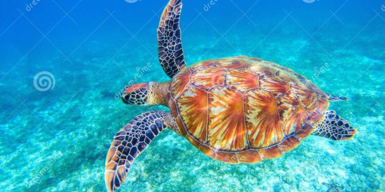 Quelle est la tortue la moins chère ?