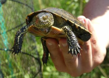 Quelle est la tortue la moins chère ?