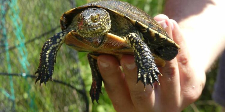 Quelle est la tortue la moins chère ?