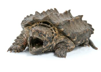 Quelle est la tortue la plus dangereuse du monde ?