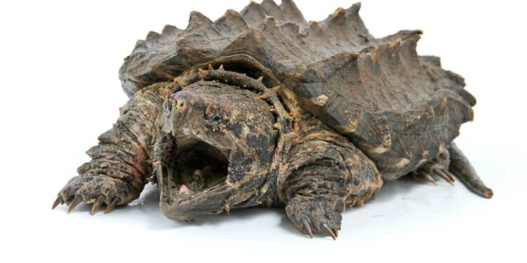 Quelle est la tortue la plus dangereuse du monde ?