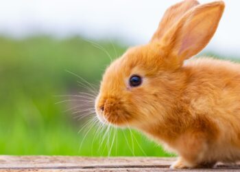 Quelle est le lapin le plus robuste ?