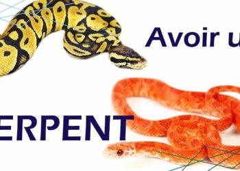 Quelle est le prix d'un serpent ?