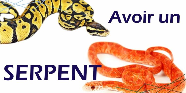 Quelle est le prix d'un serpent ?