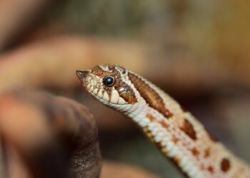 Quelle est le prix d'un serpent ?