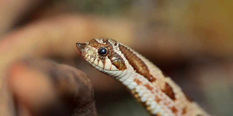 Quelle est le prix d'un serpent ?