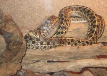 Quelle est le prix d'un serpent ?