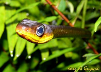 Quelle est le serpent le plus gentil du monde ?