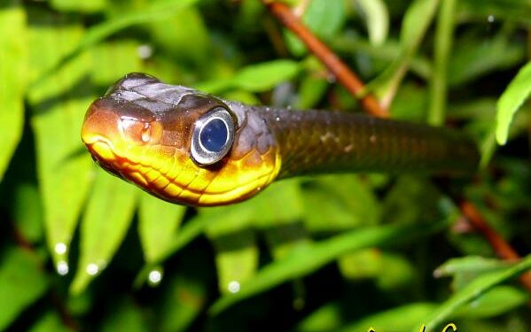 Quelle est le serpent le plus gentil du monde ?