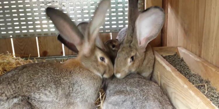 Quelle est l'heure idéale pour Nourrire des lapins ?