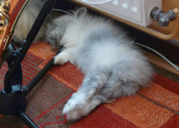 Quelle est l'heure idéale pour Nourrire des lapins ?