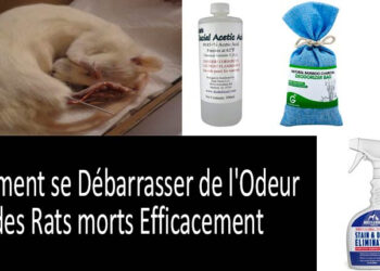 Quelle est l'odeur d'un animal mort ?