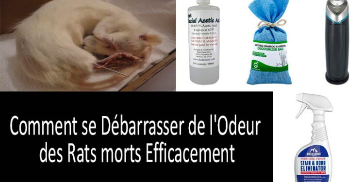 Quelle est l'odeur d'un animal mort ?
