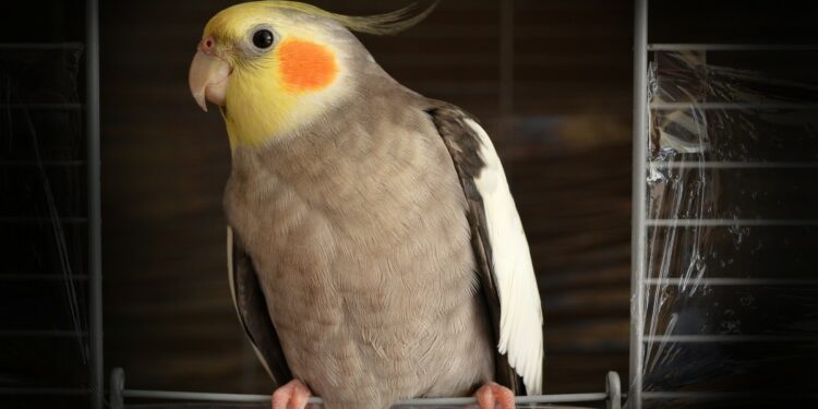 Quelle est l'oiseau le plus gentil ?