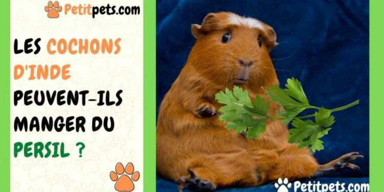 Quelle feuille pour cochon d'Inde ?