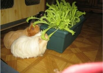 Quelle feuille pour cochon d'Inde ?