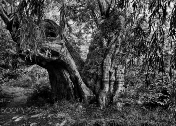 Quelle fleur commence par U ?