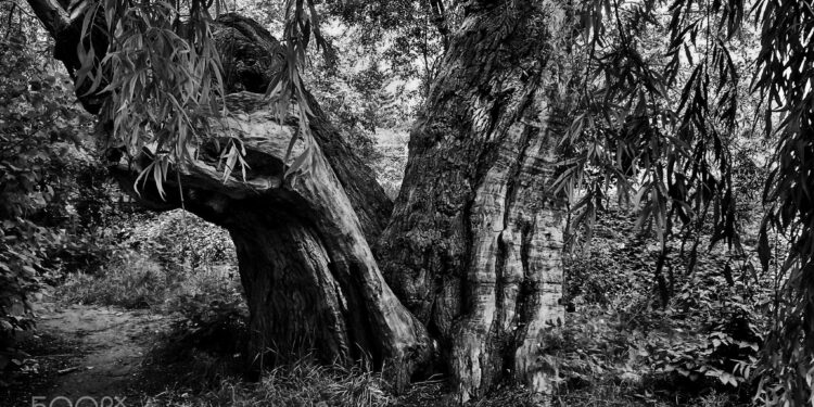 Quelle fleur commence par U ?