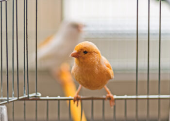 Quelle forme de cage Faut-il éviter pour un oiseau ?