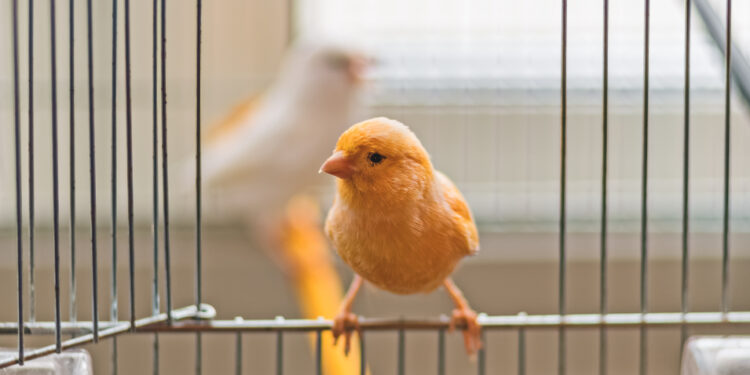 Quelle forme de cage Faut-il éviter pour un oiseau ?