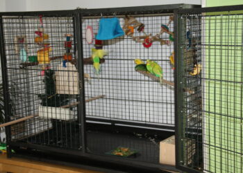 Quelle forme de cage Faut-il éviter pour un oiseau ?