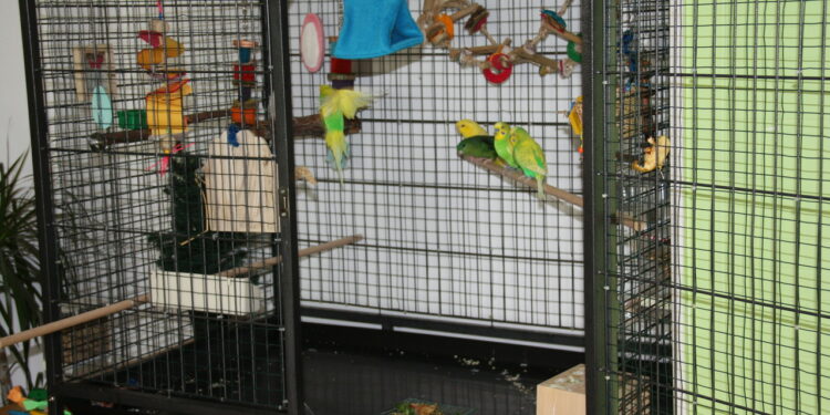 Quelle forme de cage Faut-il éviter pour un oiseau ?