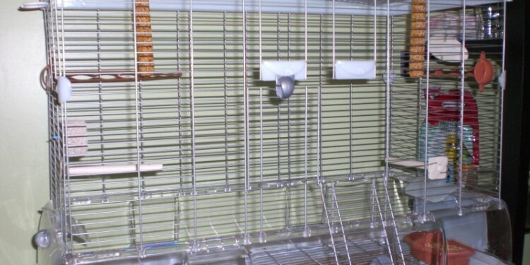Quelle forme de cage Faut-il éviter pour un oiseau ?