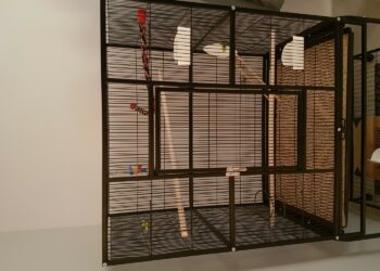 Quelle forme de cage Faut-il éviter pour un oiseau ?