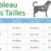 Quelle forme de harnais pour mon chien ?