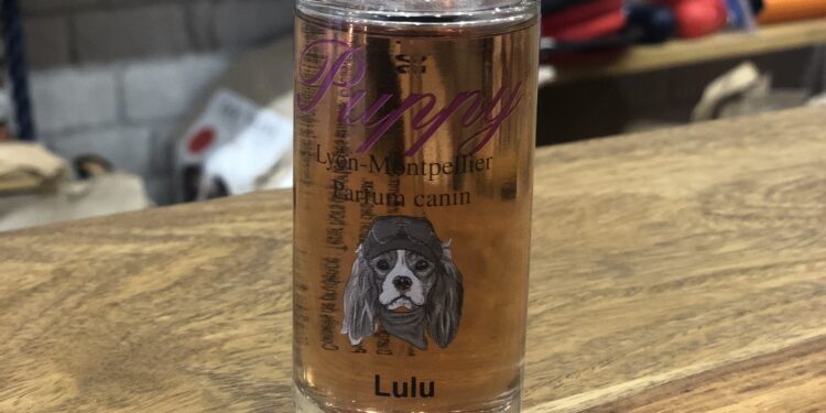 Quelle fréquence bain chien ?