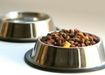 Quelle gamelle choisir ?