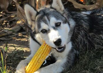 Quelle gamelle pour Husky ?